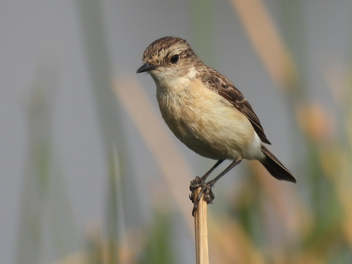 Siberian Stonechat - ML539200331