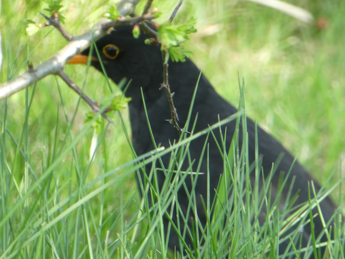 Eurasian Blackbird - Oli Bailey