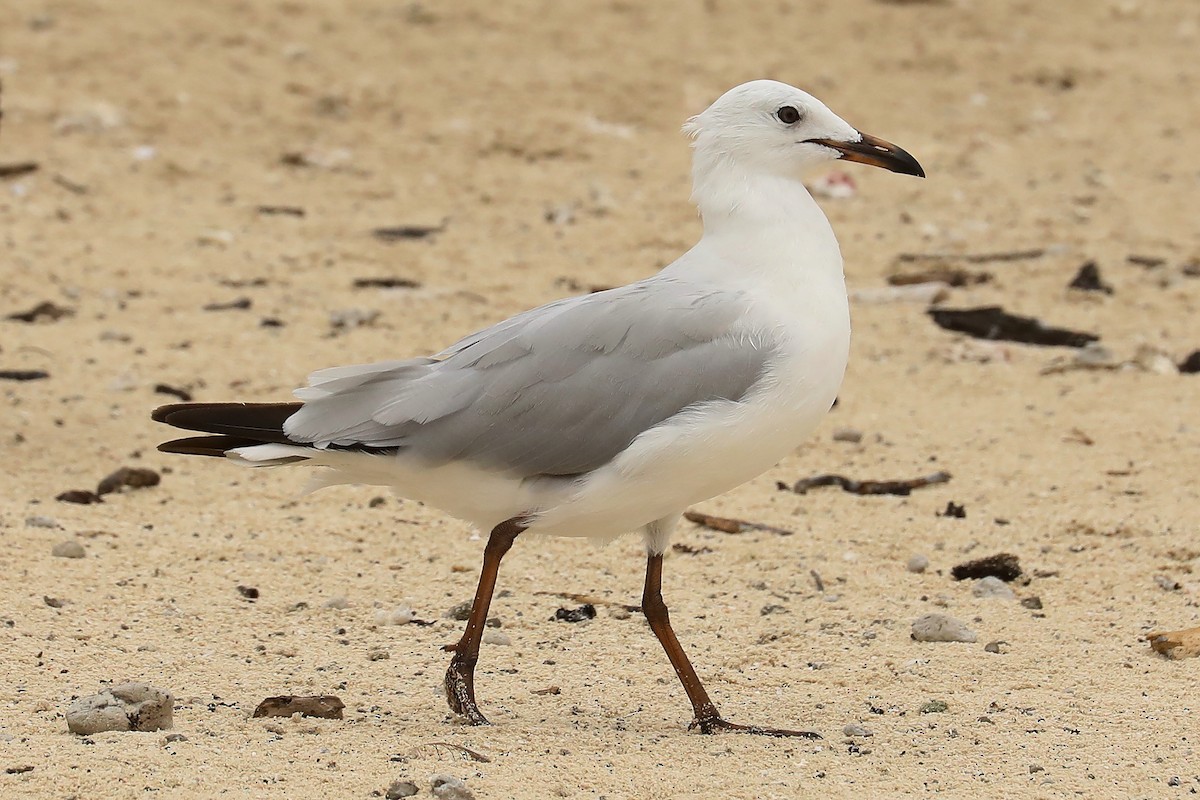 Gaviota Plateada - ML539200651