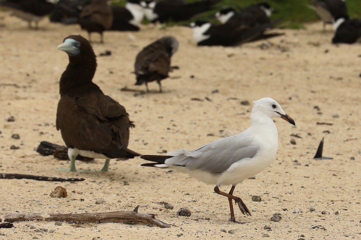 Gaviota Plateada - ML539200661