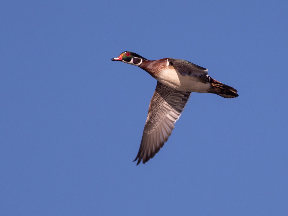 Wood Duck - ML53920081