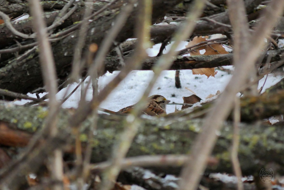 White-throated Sparrow - ML539201031