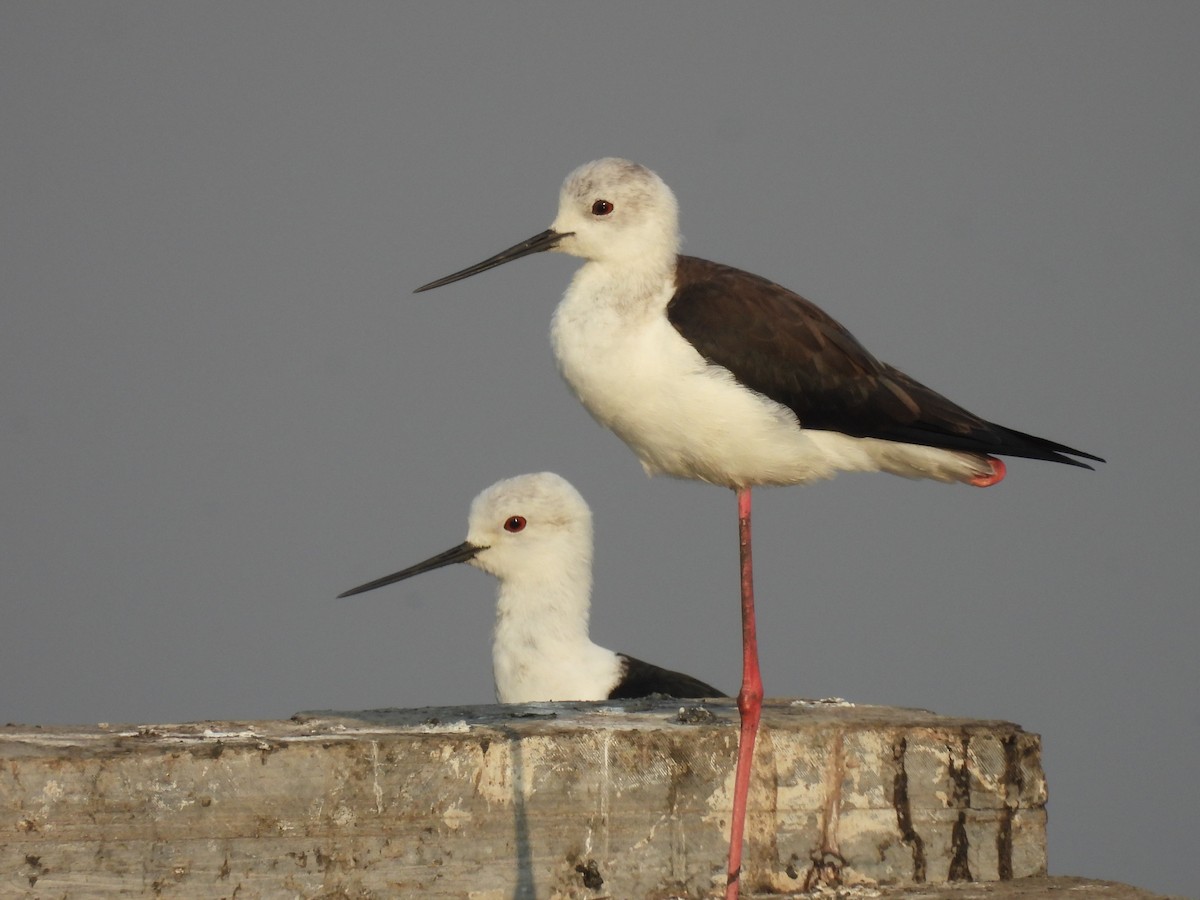 Black-winged Stilt - ML539201361