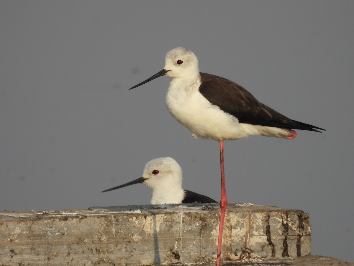 Black-winged Stilt - ML539201371