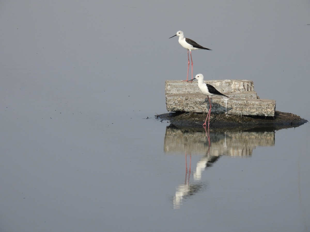 Black-winged Stilt - ML539201391