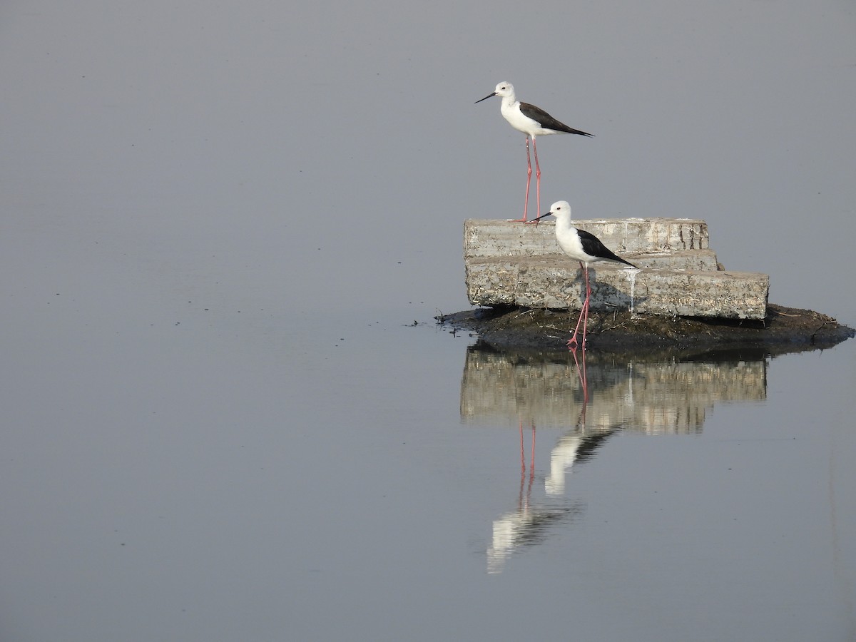 Black-winged Stilt - ML539201401