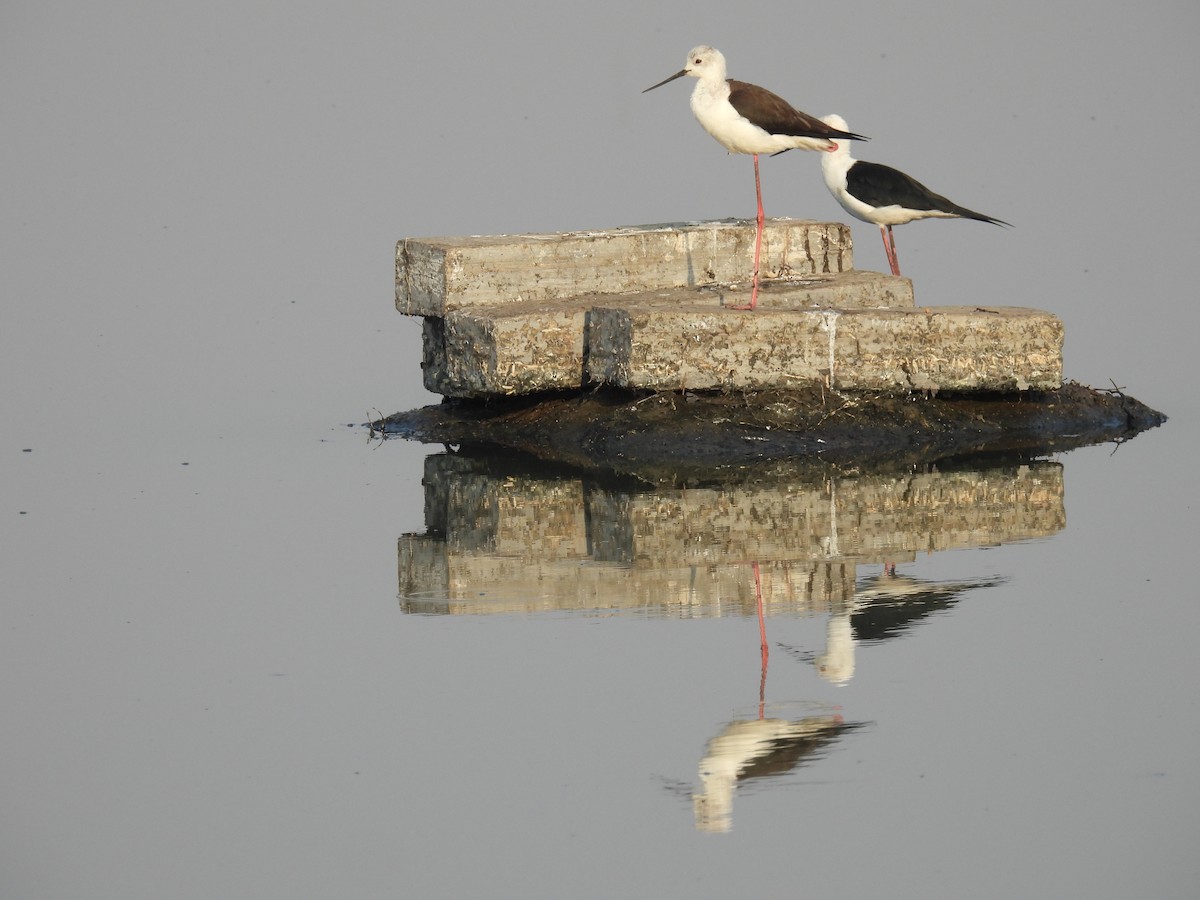 Black-winged Stilt - ML539201411