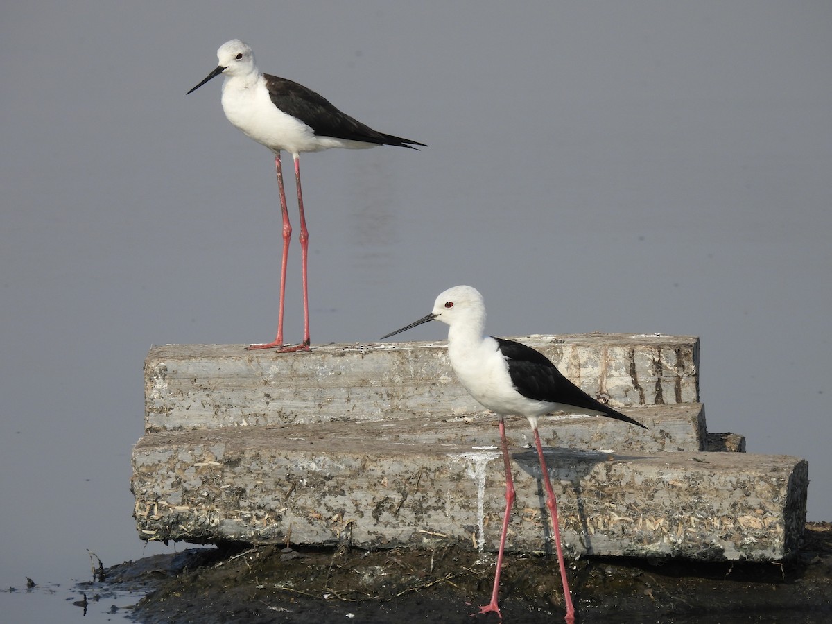 Black-winged Stilt - ML539201421