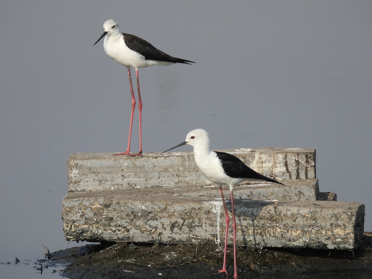 Black-winged Stilt - ML539201431