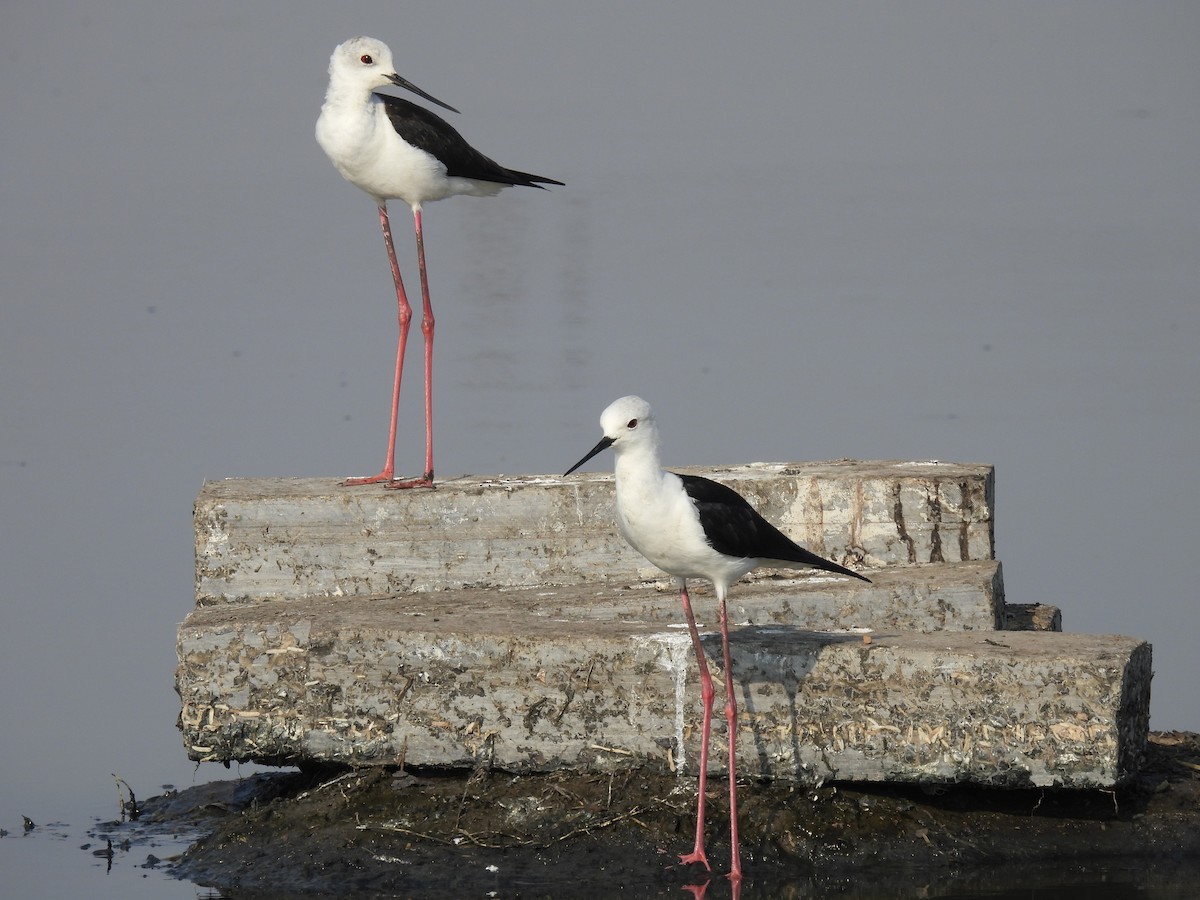 Black-winged Stilt - ML539201441