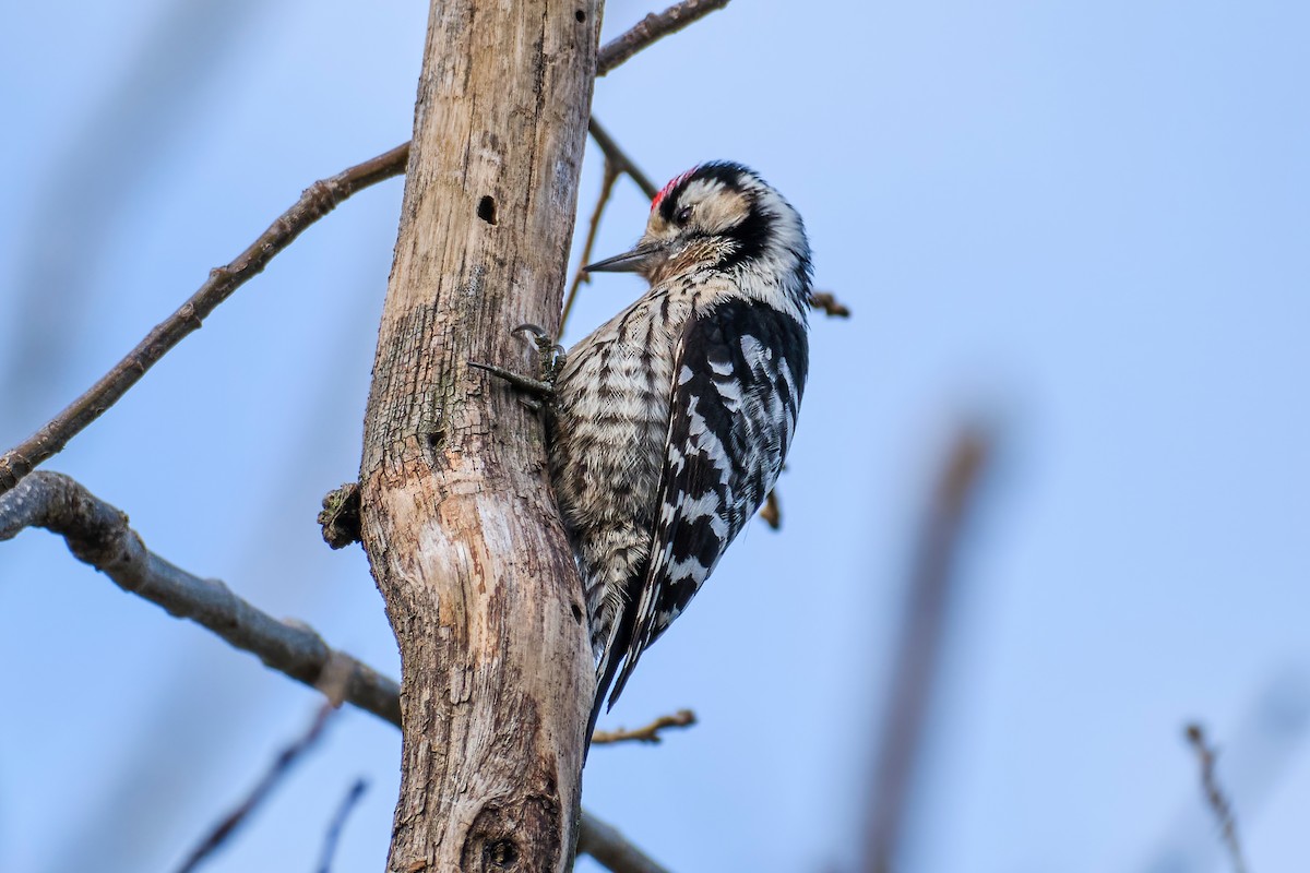 Lesser Spotted Woodpecker - ML539201901
