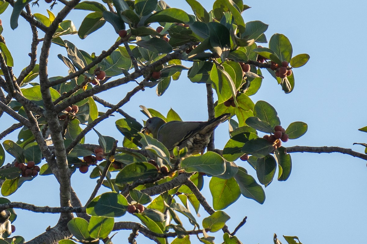 Yellow-footed Green-Pigeon - ML539202161