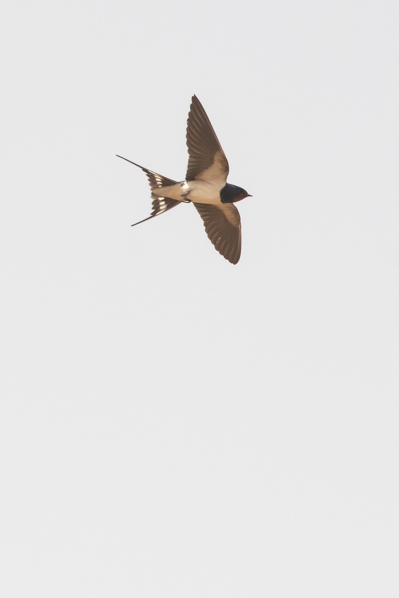 Barn Swallow (White-bellied) - Frédéric Bacuez