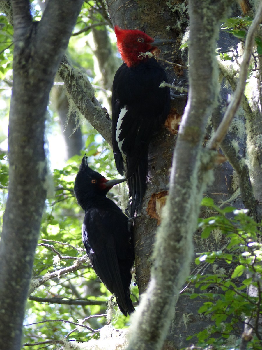 Magellanic Woodpecker - ML539202791