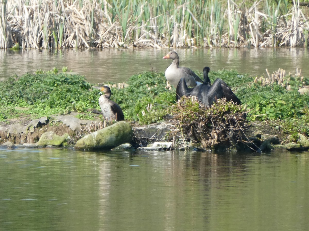 Graylag Goose - Oli Bailey