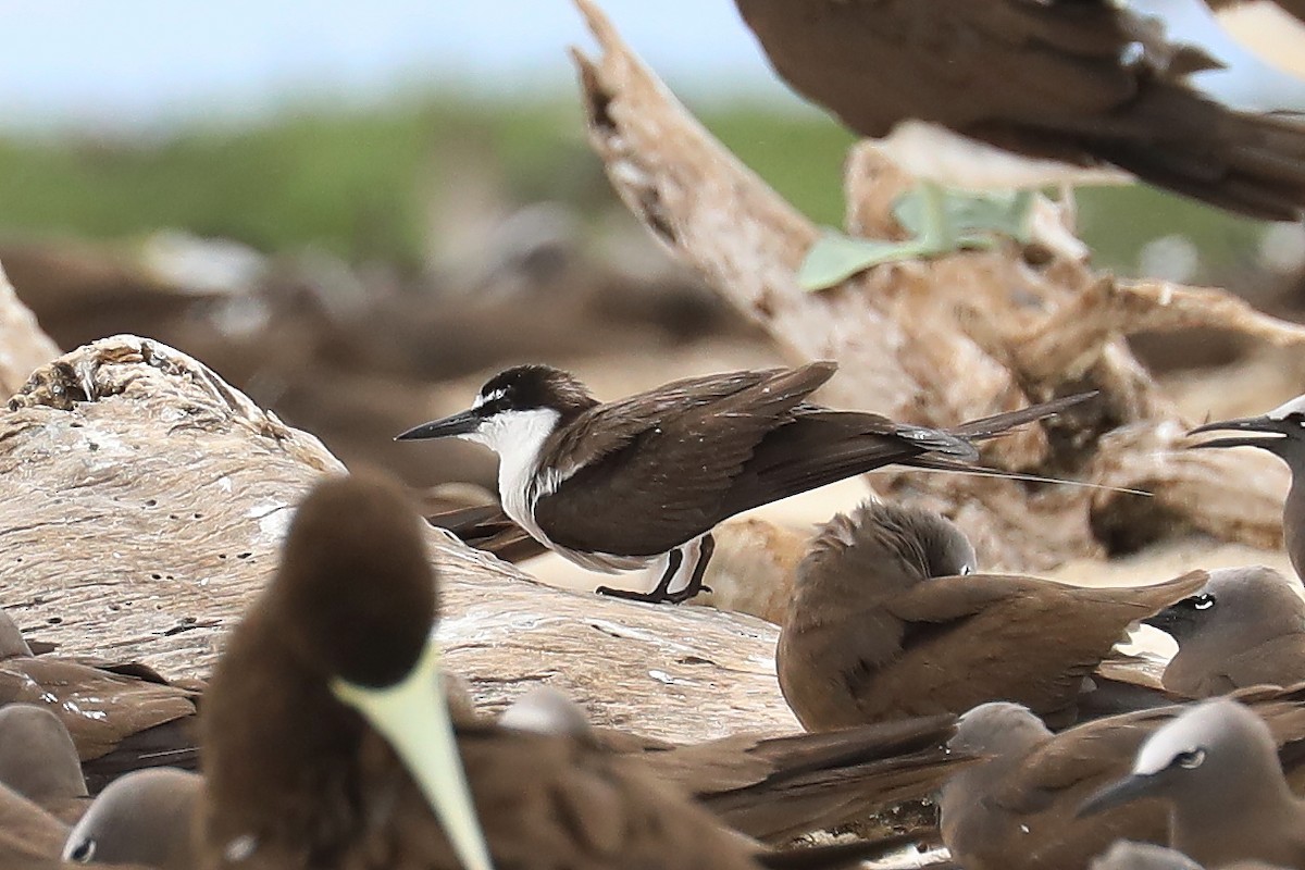 Bridled Tern - ML539204541