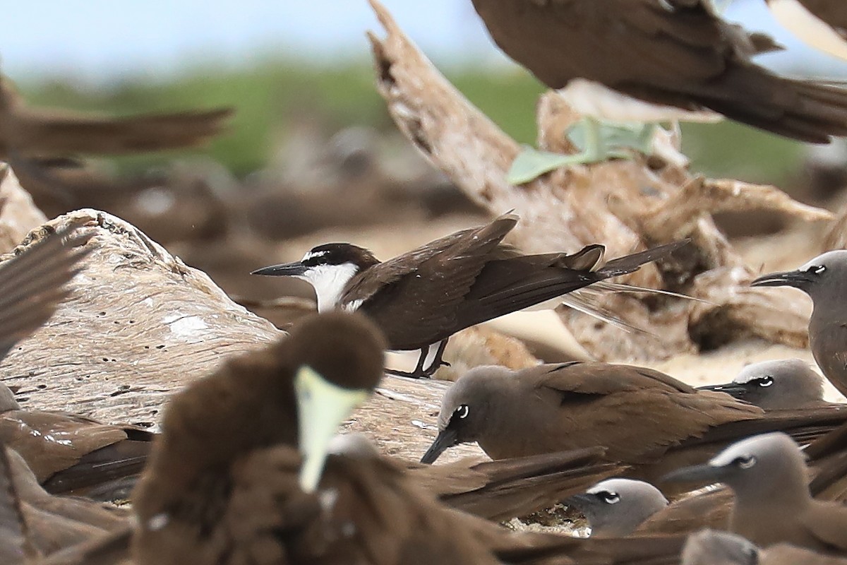 Bridled Tern - ML539204551