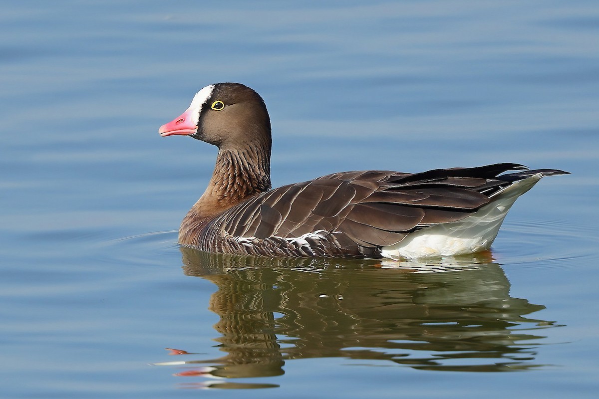 Lesser White-fronted Goose - ML539204751
