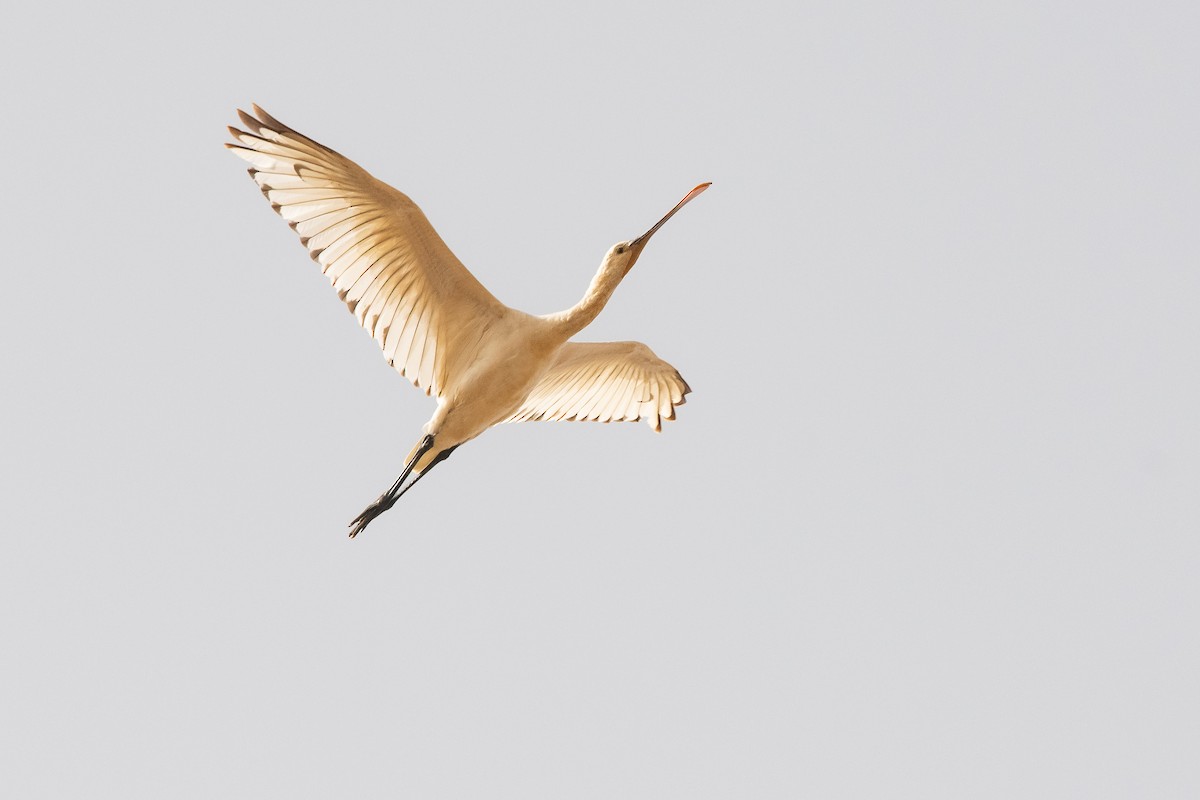 Eurasian Spoonbill - ML539205201