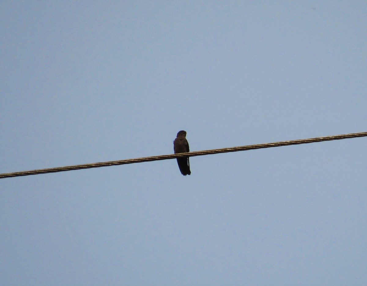 Bronzeschwalbe - ML539205321