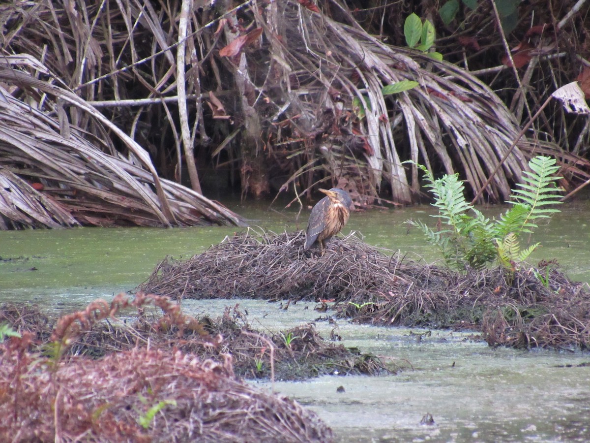 Dwarf Bittern - ML539206381