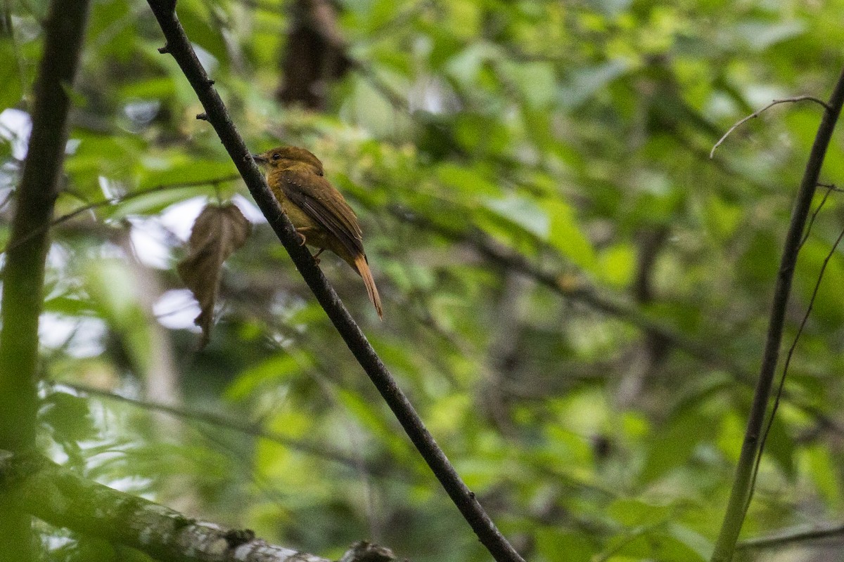 Tropical Royal Flycatcher (Pacific) - ML539206441