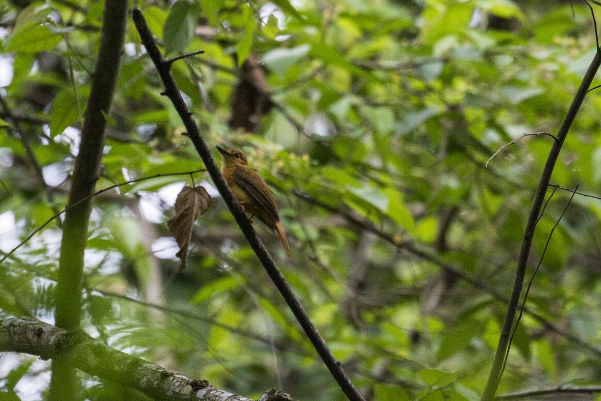 Tropical Royal Flycatcher (Pacific) - ML539206451