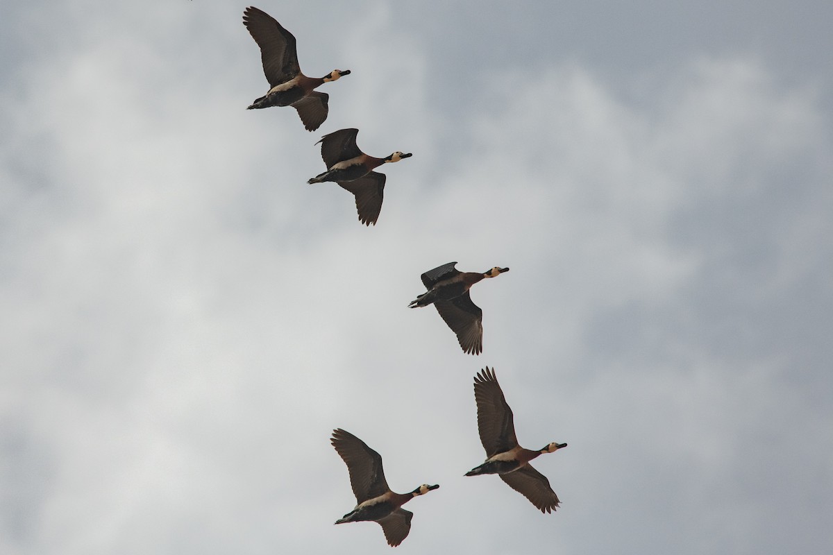 White-faced Whistling-Duck - ML539206601