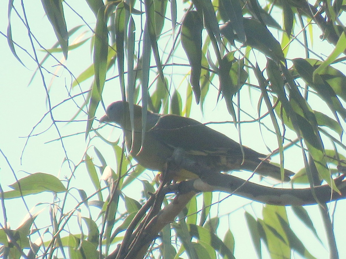 Yellow-footed Green-Pigeon - ML539206801