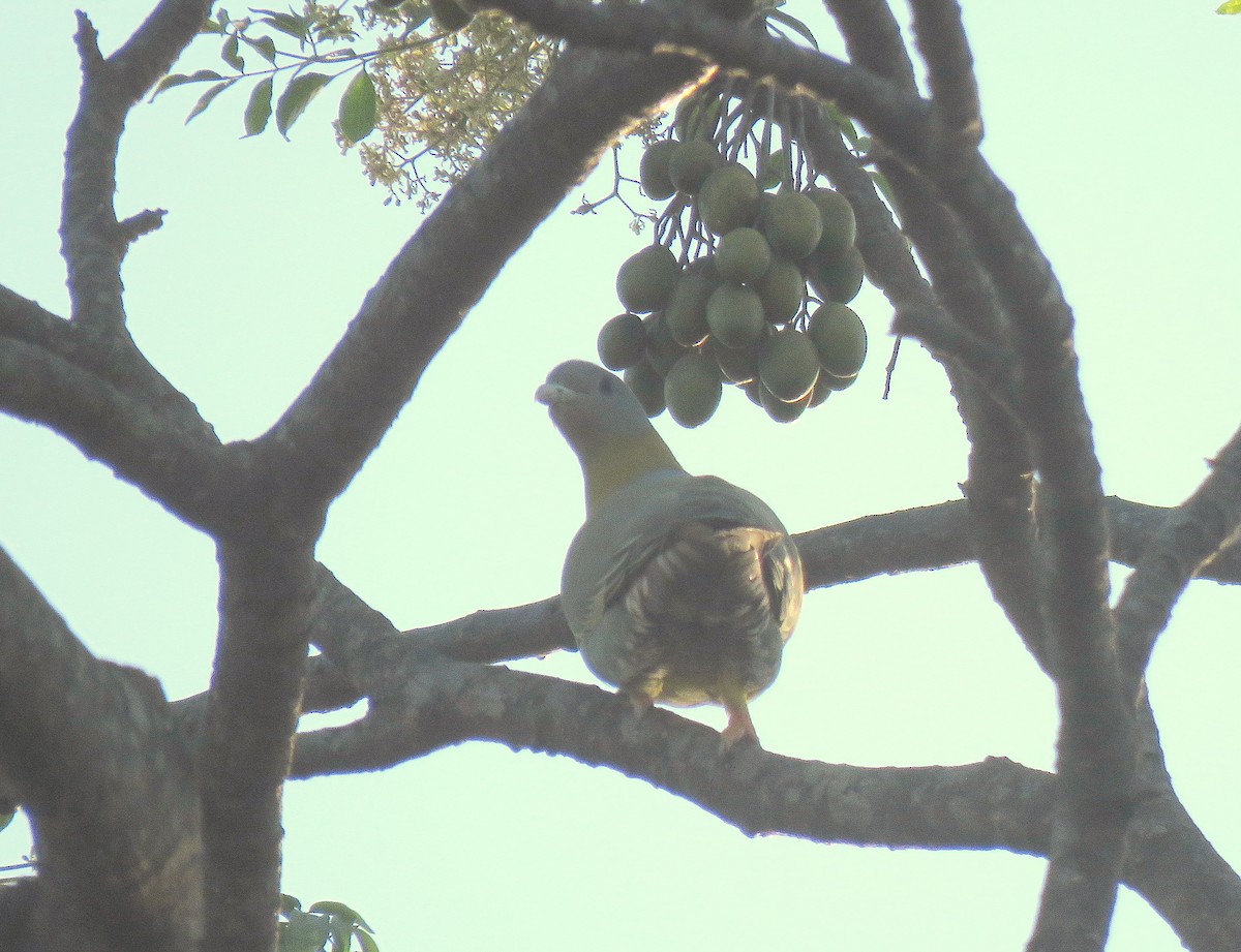 Yellow-footed Green-Pigeon - ML539206811