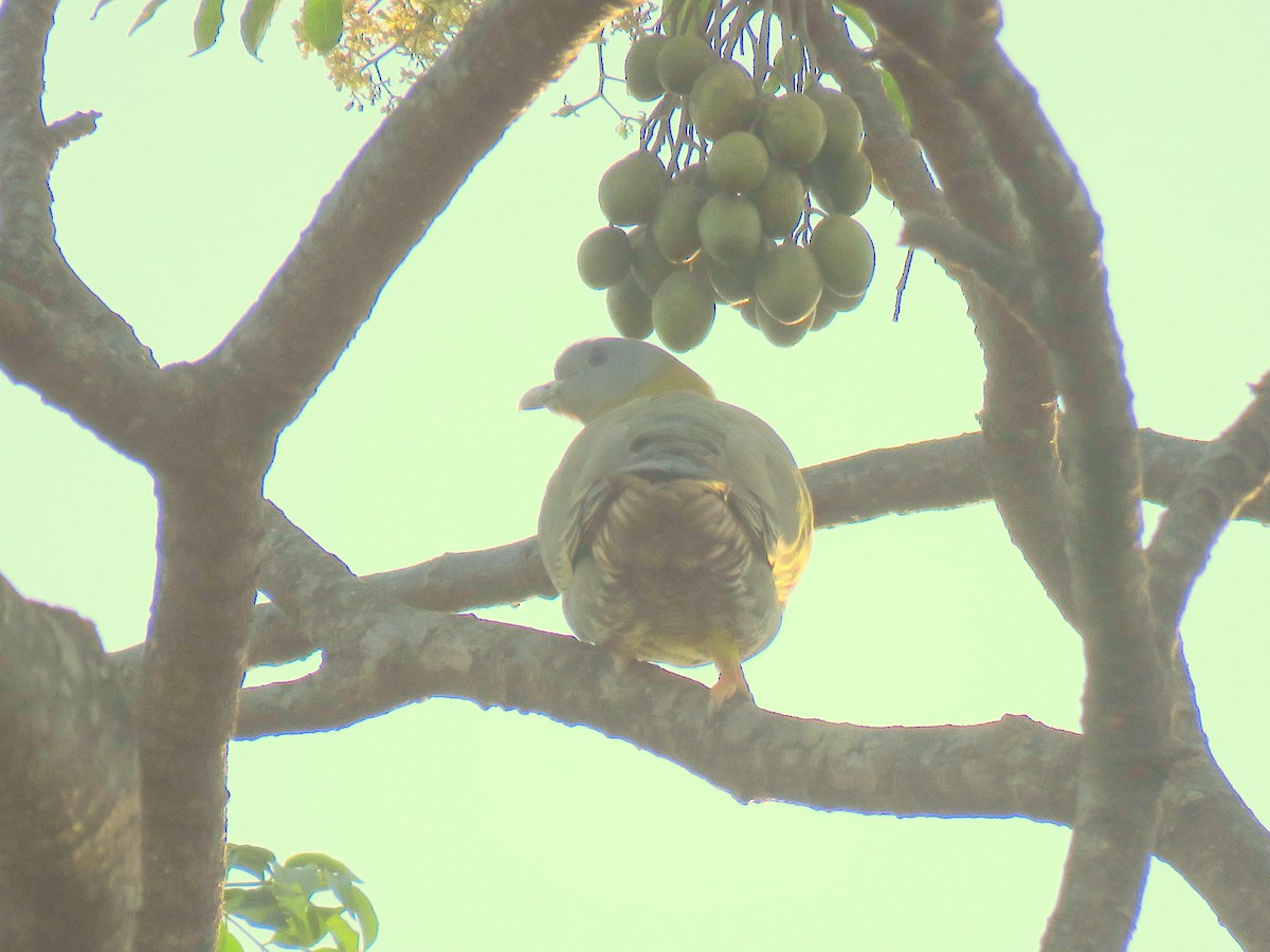 Yellow-footed Green-Pigeon - ML539206821