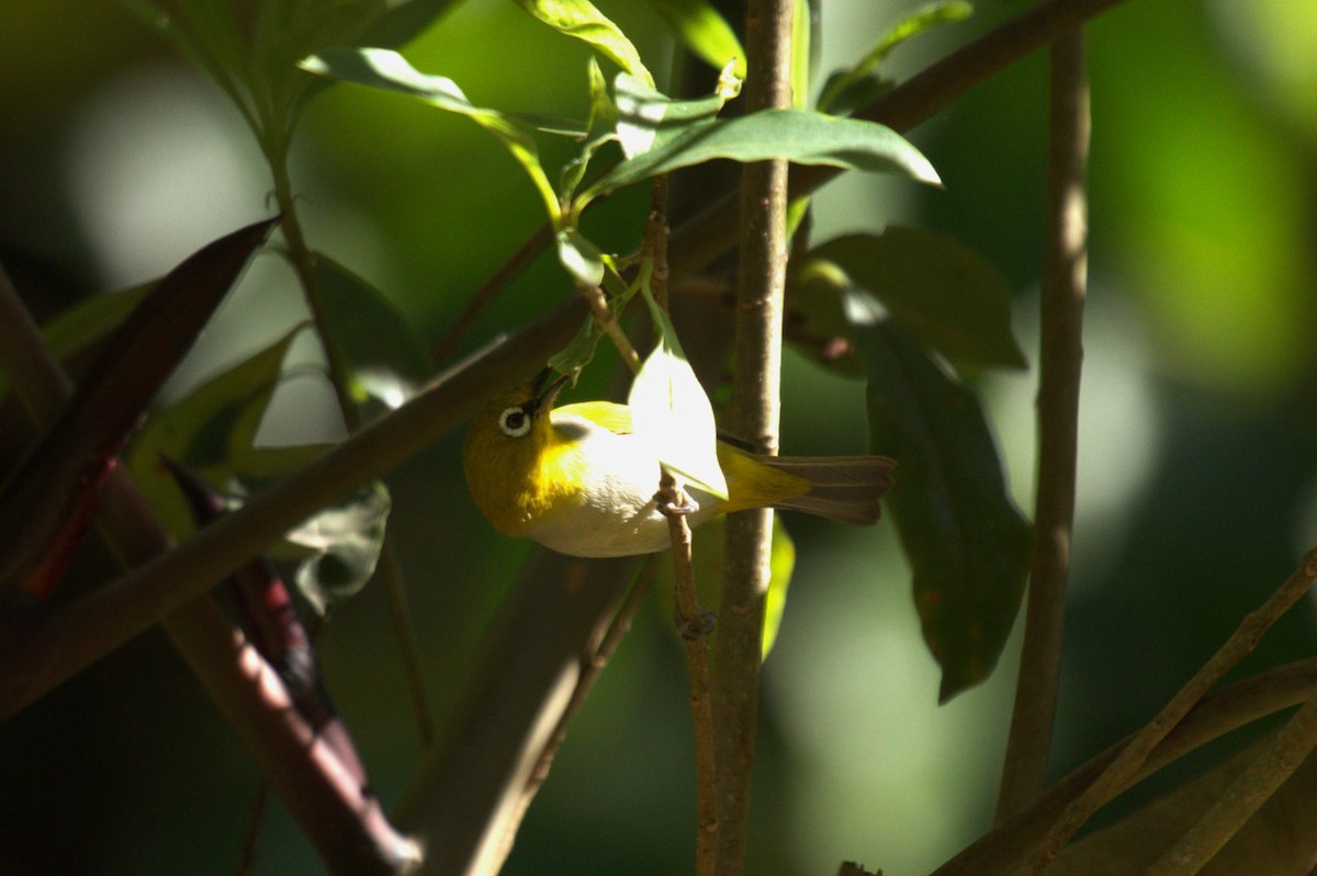 Indian White-eye - ML539206831