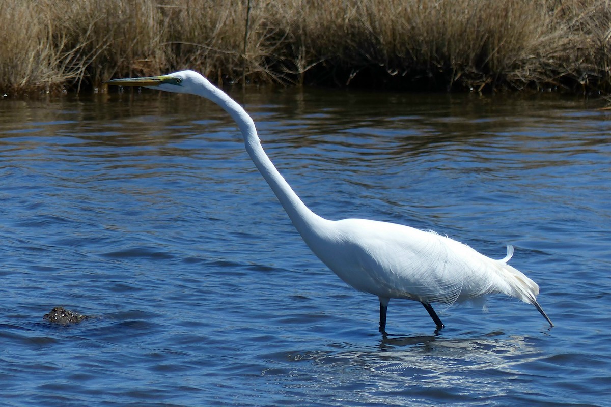 Great Egret - ML53920691