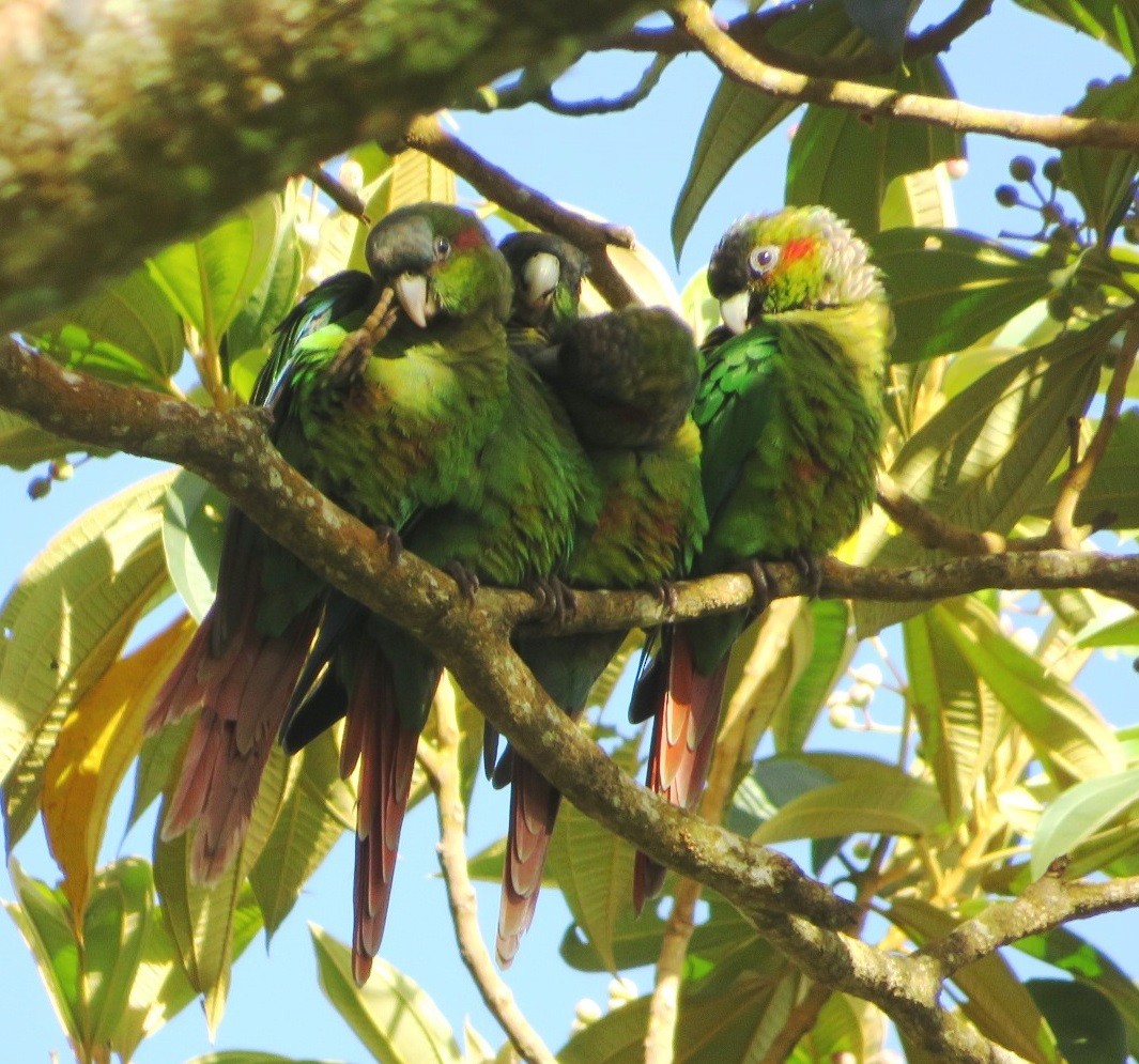 Red-eared Parakeet - Alfredo Correa