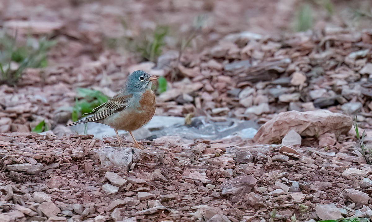 Gray-necked Bunting - Chris Jones