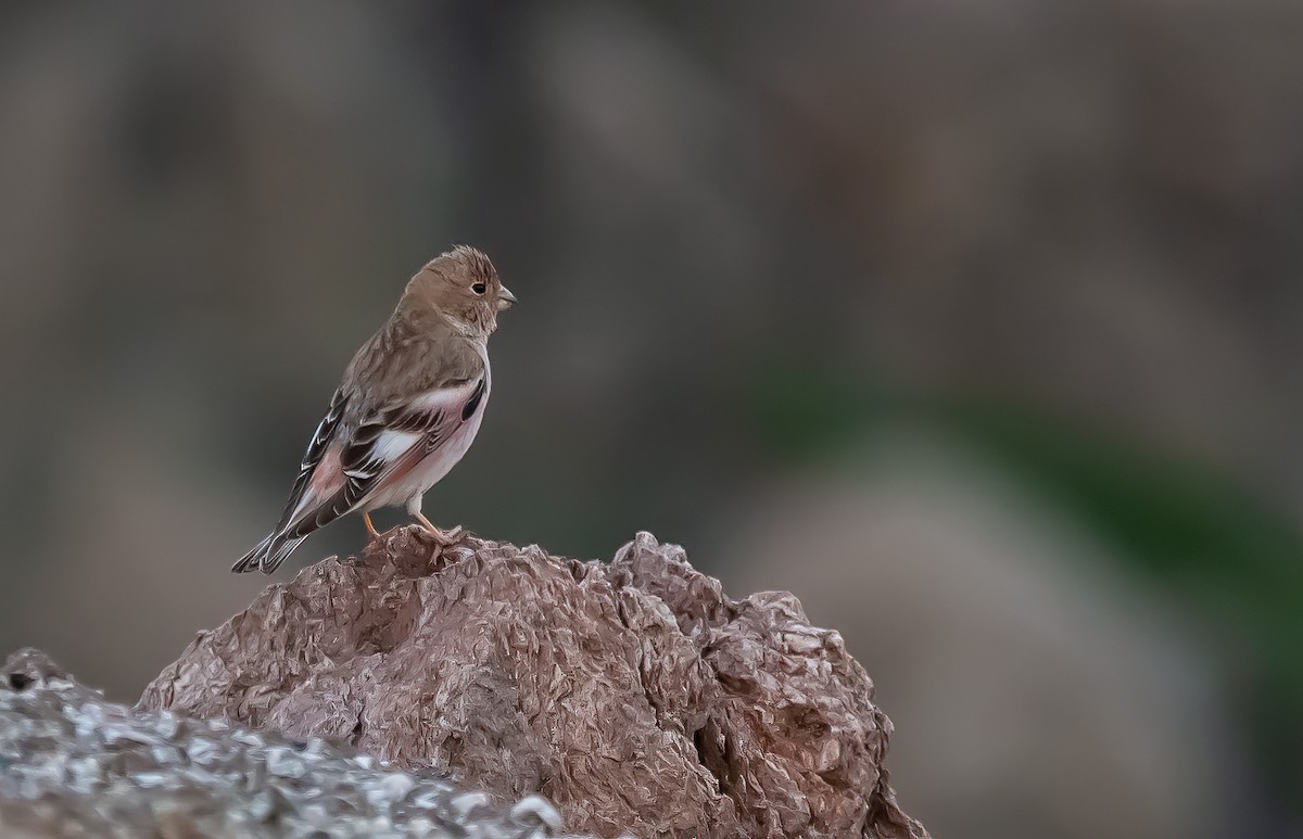 Mongolian Finch - ML539207511