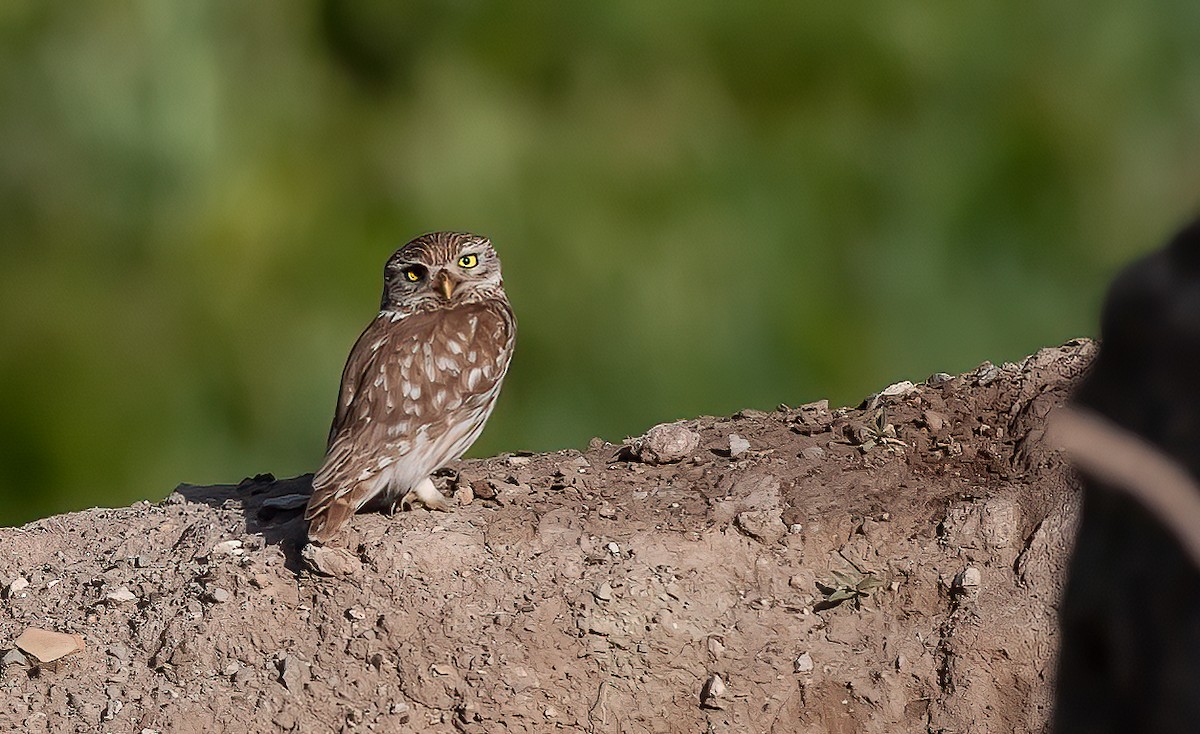 Little Owl - ML539207531