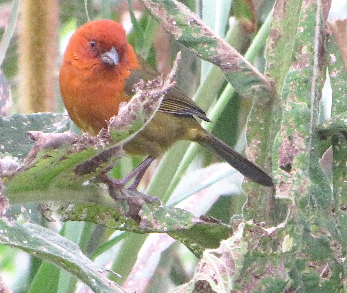 Ochre-breasted Brushfinch - ML539208161