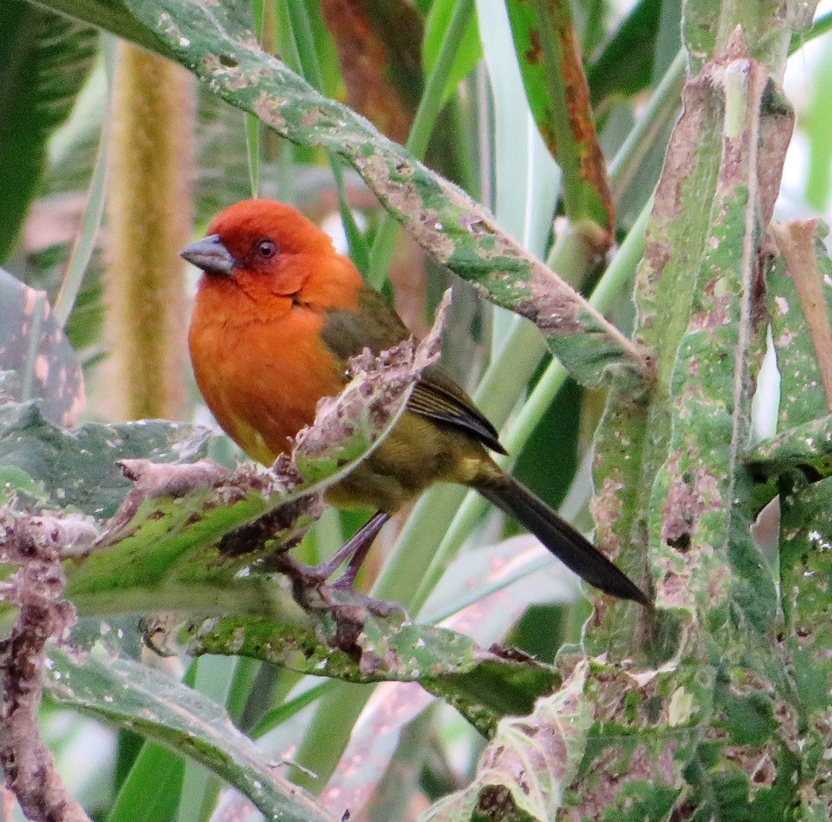 Ochre-breasted Brushfinch - ML539208171