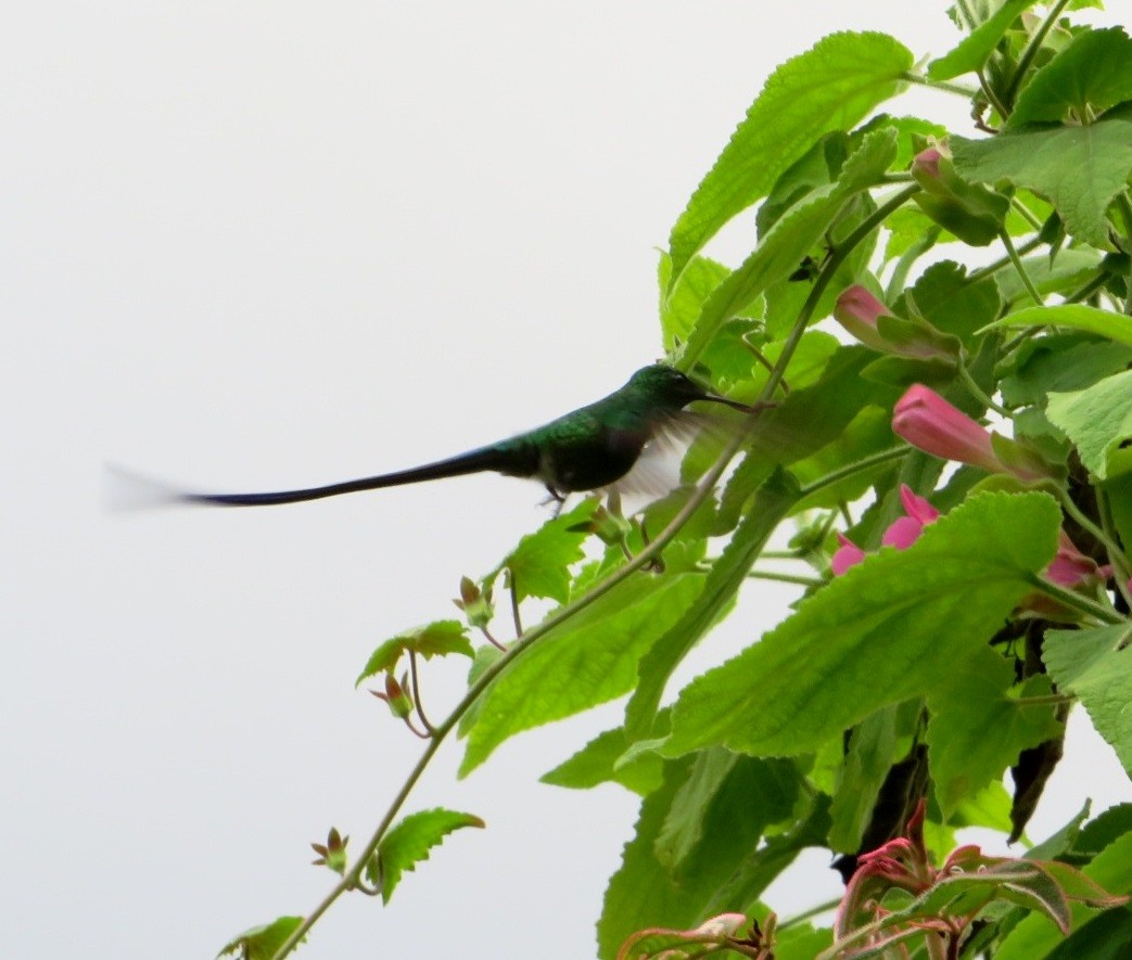 Long-tailed Sylph - Alfredo Correa