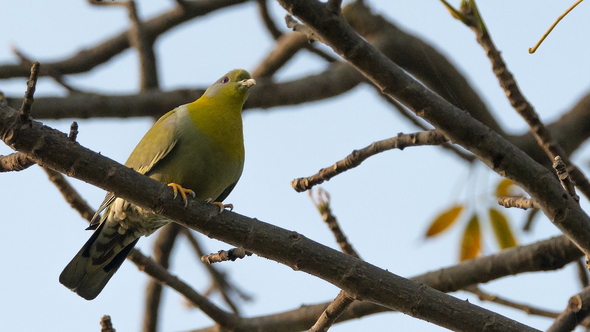 Yellow-footed Green-Pigeon - ML539208691