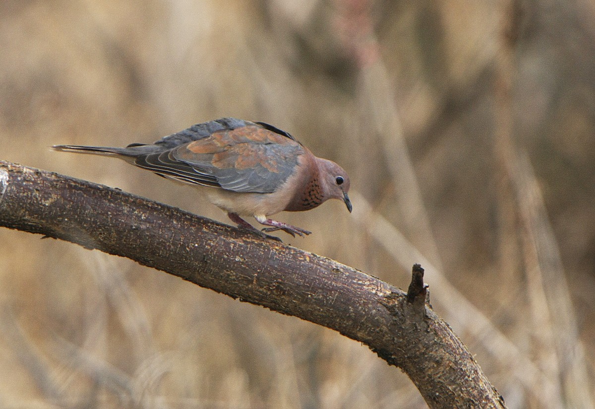 Tórtola Senegalesa - ML539209251