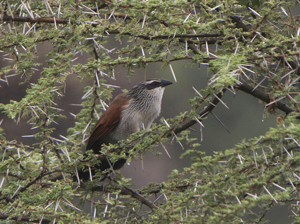 Coucal à sourcils blancs - ML539209421