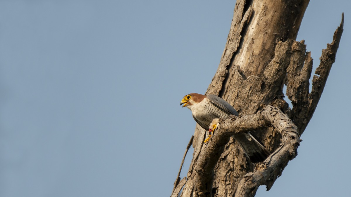 Red-necked Falcon - ML539209551