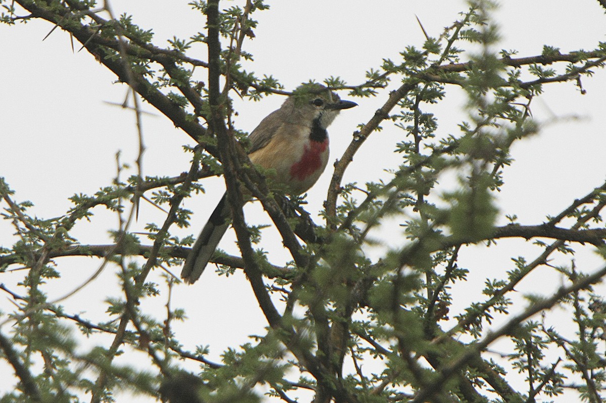 Rosy-patched Bushshrike - ML539209751