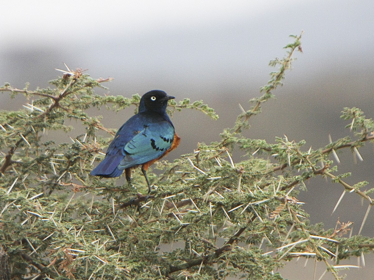 Superb Starling - ML539209991