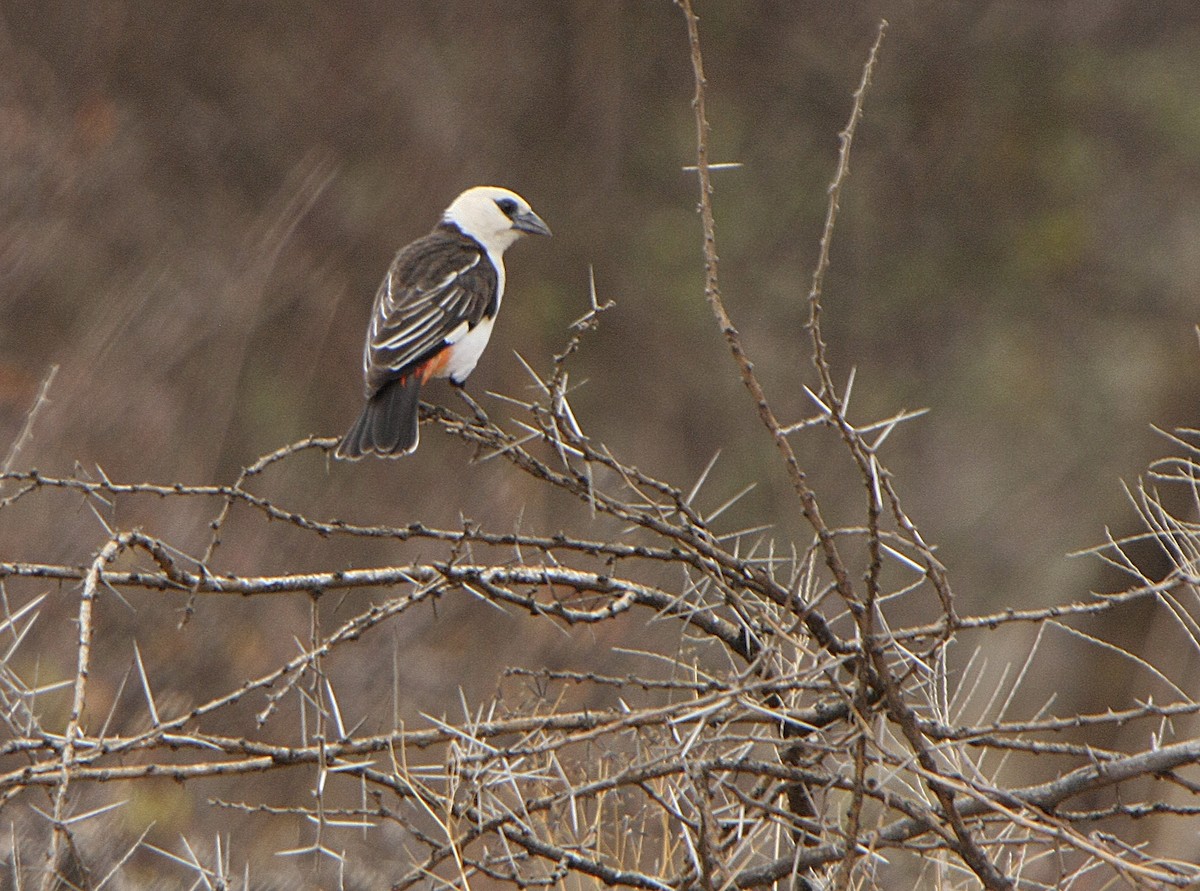 White-headed Buffalo-Weaver - Alfonso Rodrigo