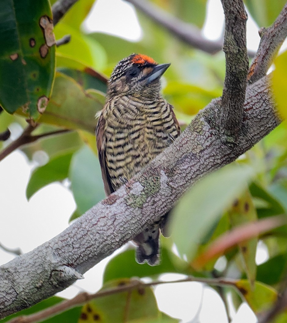 Golden-spangled Piculet (Buffon's) - ML539210481