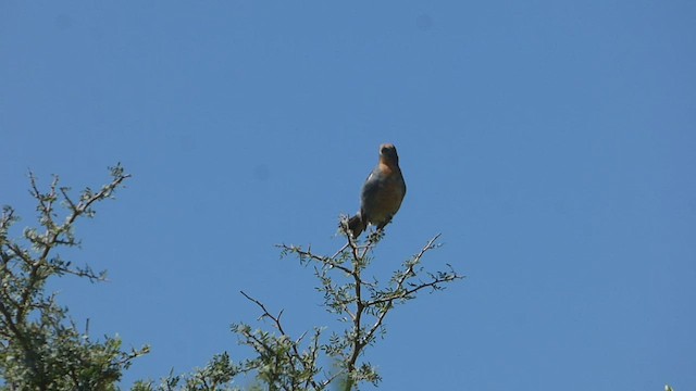 Rara du Paraguay - ML539210941