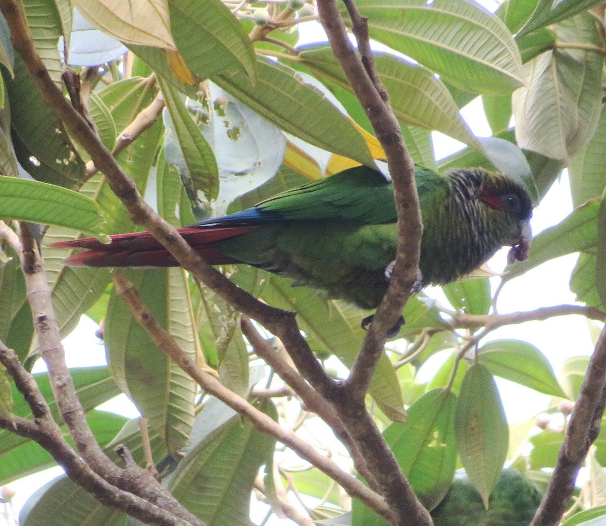 アカミミウロコインコ - ML539211571